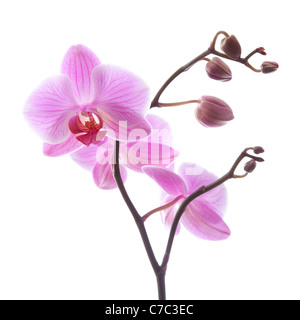 Phalaenopsis Orchideen Zweig isoliert auf weiss Stockfoto