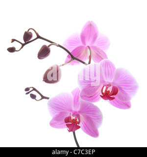Phalaenopsis Orchideen Zweig isoliert auf weiss Stockfoto