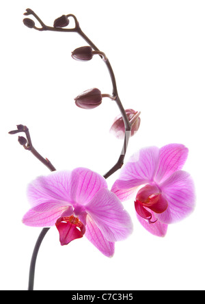 Phalaenopsis Orchideen Zweig isoliert auf weiss Stockfoto