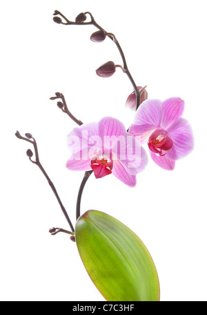 Phalaenopsis Orchideen Zweig isoliert auf weiss Stockfoto