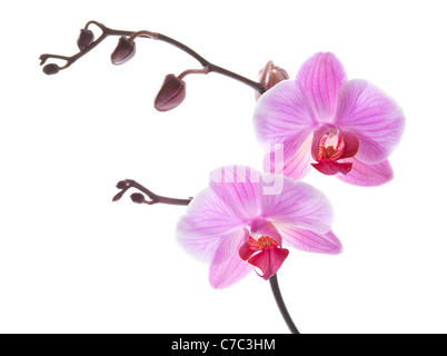Phalaenopsis Orchideen Zweig isoliert auf weiss Stockfoto