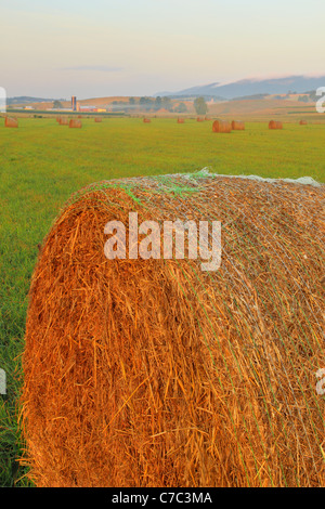 Heu-Ballen und Bauernhof, Swoope, Shenandoah Valley, Virginia, USA Stockfoto