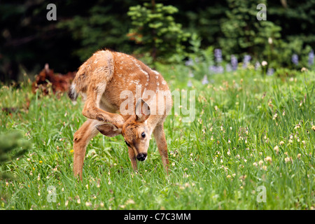 Blacktail Reh Rehkitz kratzen Kopf mit Hinterbein, Paradise, Mount Rainier Nationalpark, Washington, USA Stockfoto