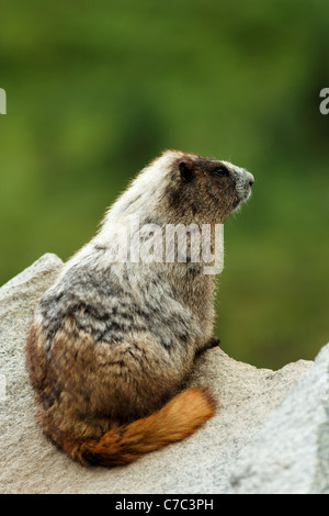 Hoary Marmot auf Felsen, Paradise Valley, Mount-Rainier-Nationalpark, Washington, USA Stockfoto