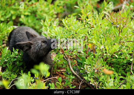 Black fox (dunkle Phase der Rotfuchs) essende Heidelbeeren, Paradise Valley, Mount-Rainier-Nationalpark, Washington, USA Stockfoto