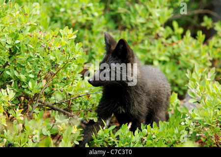 Black fox (dunkle Phase der Rotfuchs) stehen im Huckleberry, Paradise Valley, Mount-Rainier-Nationalpark, Washington, USA Stockfoto