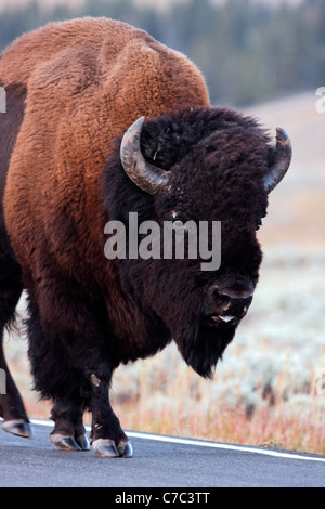 Männliche Bison zu Fuß auf der Parkstraße im Herbst in der Nähe von Swan Lake, Yellowstone-Nationalpark, Wyoming, USA Stockfoto