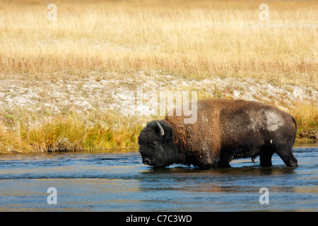 Männliche Bison fording Flusses Hayden im Herbst, Yellowstone-Nationalpark, Wyoming, USA Stockfoto