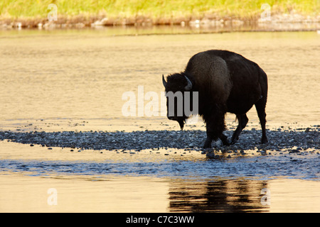 Männliche Bison fording Flusses Hayden im Herbst, Yellowstone-Nationalpark, Wyoming, USA Stockfoto