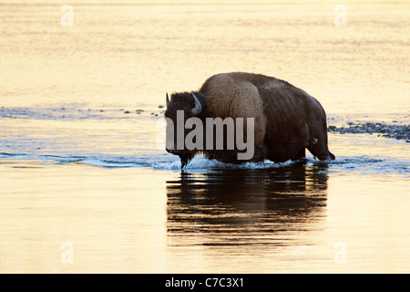 Männliche Bison fording Flusses Hayden im Herbst, Yellowstone-Nationalpark, Wyoming, USA Stockfoto