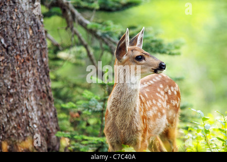 Blacktail Reh Kitz, Paradise, Mount Rainier Nationalpark, Washington, USA Stockfoto