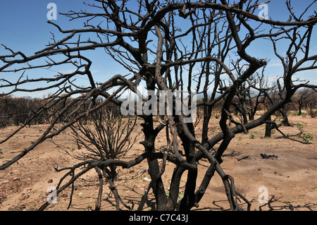 Verbrannte Flächen der Huachuca Mountains im Coronado National Forest sind für die Öffentlichkeit, Sierra Vista, Arizona, USA geschlossen. Stockfoto