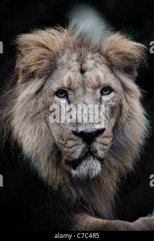 Porträt von einem asiatischen Löwen (Bristol Zoo) Stockfoto