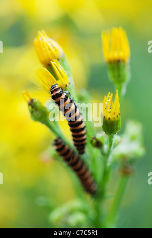 Zwei Zinnober Motte Raupen auf gemeinsame Kreuzkraut. Stockfoto