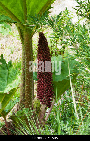 Gunnera Tinctoria Blütenrispe. Stockfoto