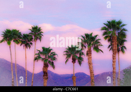 Palmen unter San Ysidro Berg, Anza-Borrego Desert State Park, Kalifornien USA Stockfoto
