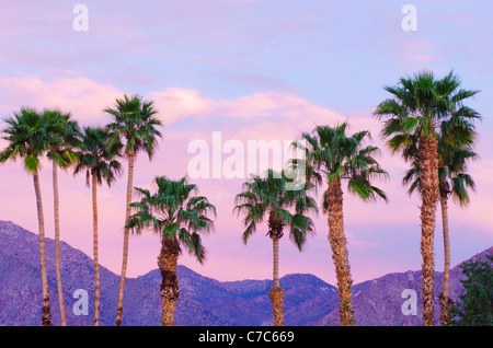 Palmen unter San Ysidro Berg, Anza-Borrego Desert State Park, Kalifornien USA Stockfoto