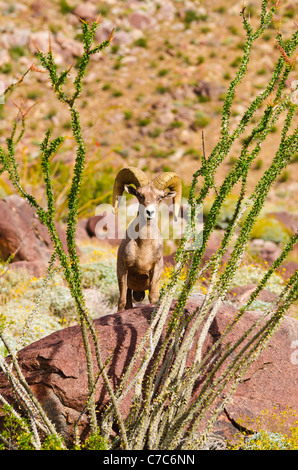 Halbinsel Dickhornschaf (Ovis Canadensis Cremnobates), Anza-Borrego Desert State Park, Kalifornien USA Stockfoto