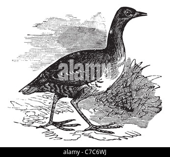 Mais-Crake oder Crex Crex oder Wachtelkönig oder Landrail, Vintage Gravur. Alte eingraviert Abbildung des Mais Crake in der Wiese. Stockfoto