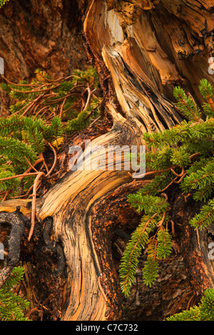 Alte Bristle Cone Pines, White Mountains, Kalifornien Stockfoto