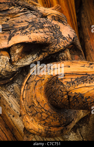 Alten Borsten Kegel Kiefer in den White Mountains, Inyo National Forest, in der Nähe von Bishop, Kalifornien, USA Stockfoto