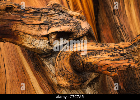 Nahaufnahme von einem verdrehten Stamm von einer alten Bristlecone Kiefer in den White Mountains Kalifornien/Nevada in der Nähe von Bischof, Califor Stockfoto