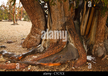 Alte Bristle Cone Pines, White Mountains, Kalifornien