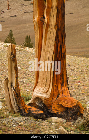 Alte Bristle Cone Pines, White Mountains, Kalifornien Stockfoto