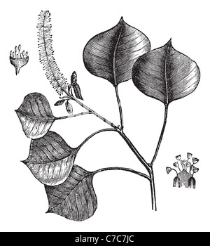 Chinesische Talg Baum Vintage Gravur. Alten graviert Illustration der chinesischen Talg Baum isoliert auf einem weißen Hintergrund. Stockfoto