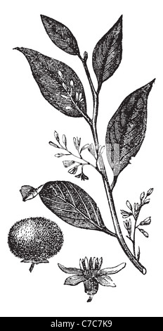 Styrax Benzoin oder Loban oder Sumatra Benzoe Baum, graviert Vintage Illustration. Trousset Enzyklopädie (1886-1891). Stockfoto