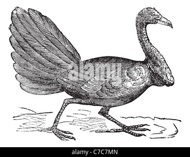 Talegalla Lathami oder Cuviers Brushturkey, graviert Vintage Illustration. Trousset Enzyklopädie (1886-1891). Stockfoto