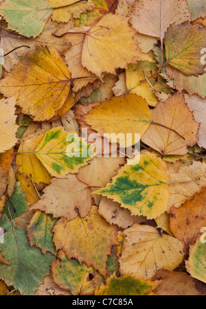 Betula Pendular vorgemacht. Silver Birch Blätter im Herbst Stockfoto