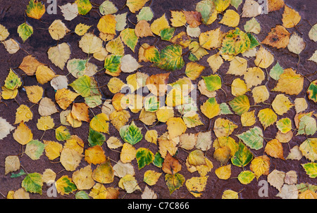 Betula Pendel. Silver Birch lässt auf einen nassen Weg im Herbst Stockfoto