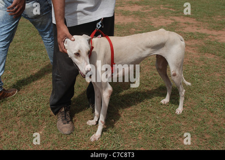 Mudhol Hound;  eine indische Hunderasse der Anblick Hound Art. Es ist auch bekannt als Caravan hound Stockfoto