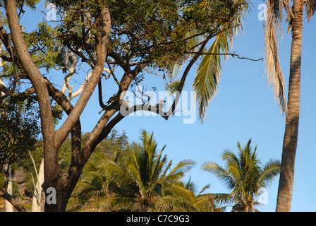 3 Kookaburra in einem Baum, Radical Bay, Magnetic Island, Queensland, Australien Stockfoto