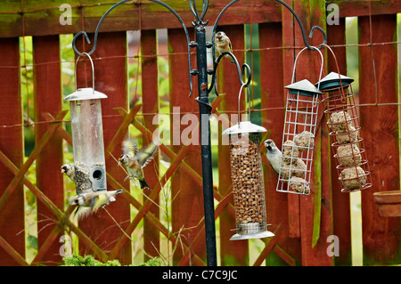 Vögel am Futterhäuschen,(Carduelis carduelis) UK. Stockfoto