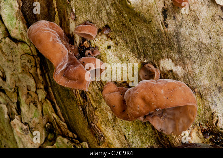 Jude Ohr (Auricularia Auricula-Judae) Stockfoto