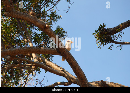 Kookaburra in einem Baum, Radical Bay, Magnetic Island, Queensland, Australien Stockfoto