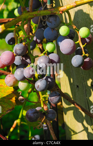 Grün und lila Concord Trauben am Rebstock. Stockfoto