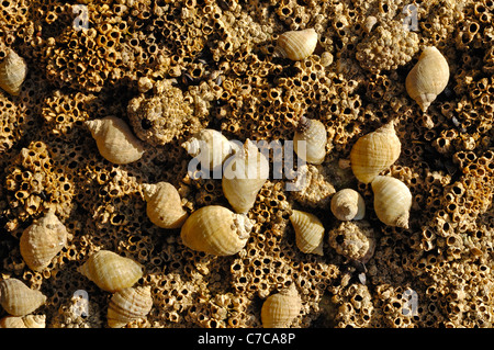 Gruppe von Hund Wellhornschnecken (Nucella Lapilli) und Seepocken (Chthamalus Montagui) Stockfoto