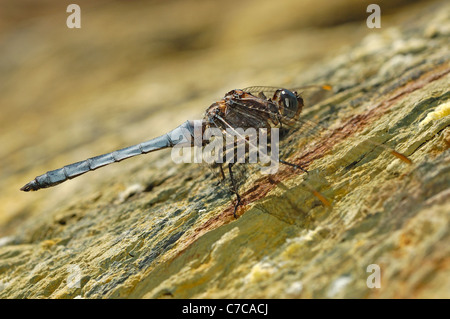 Männliche gekielt Skimmer (Orthetrum Coerulescens) Stockfoto