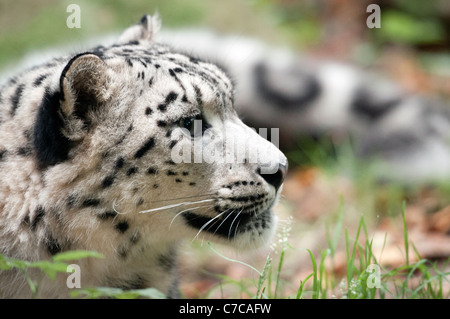 Snow Leopard liegend Stockfoto