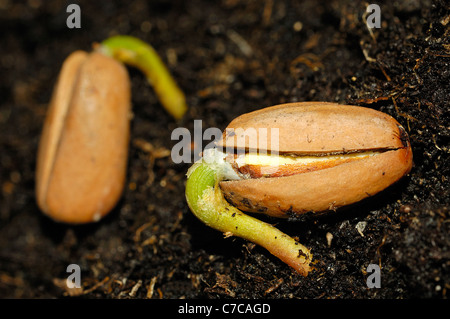 Die Zedernüsse Keimen (Pinus Pinea) Stockfoto