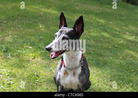 Whippet/Lurcher sitzt in der Sonne im Park, halten Sie ein scharfes Auge für alle Eichhörnchen zu jagen! Stockfoto