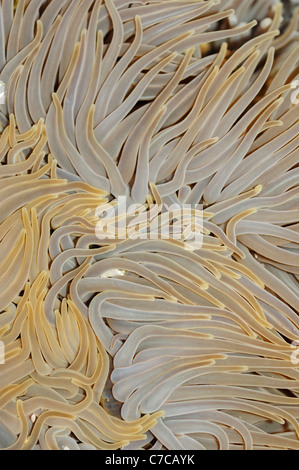 Snakelocks Anemone (Anemonia Viridis) Stockfoto
