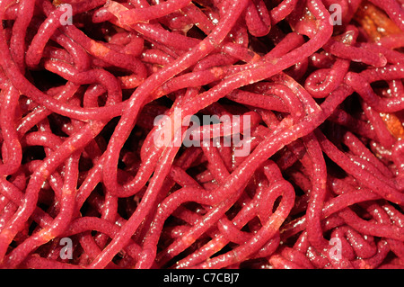 Meer Hasen laichen (Aplysia Trommler) Stockfoto