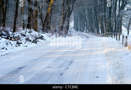 Eine schneebedeckte Straße in einem Waldgebiet in der Nähe der Stadt Rhenen in den Niederlanden Stockfoto