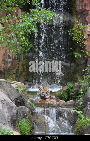 Tiger "cooling off" Baden in einem Pool in Melaka Zoo. Melaka, Malaysia, Süd-Ost-Asien, Asien Stockfoto