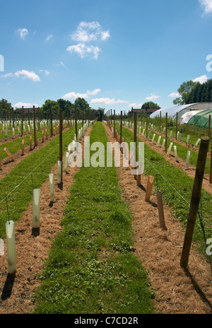 Junge Weinreben gepflanzt in der Kapelle ab Kellerei in Tenterden, Kent, England. Stockfoto