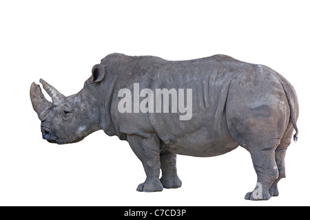 Graue afrikanischen Nashorn isoliert auf weißem Hintergrund Stockfoto